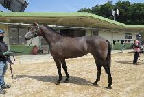 ���̽����� (RACE ROSE) ����