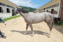 �Ҵ������� (SONNY QUEEN IJI) ����