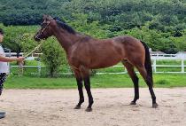 �ٺ������� (BABEL SUNSHINE) ����