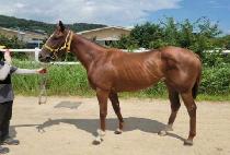 ī����ٺ� (CARPE BABEL) ����