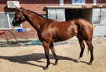 ���ϺҸ� (MACH BULLET) ����