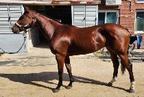 ���Ͻ����� (ZENITH RUNNER) ����