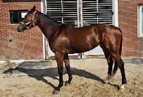 ���������Ĺ (WORLD BLUE PIN CAT) ����