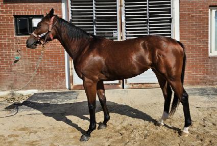 ���������Ĺ ����