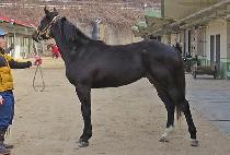 ���̰� (CHANIGO) ����