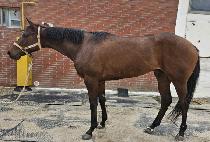 è���� (CHAMP GIRL) ����