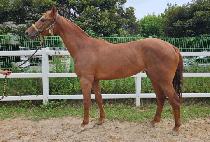 ��õ������ (SINCHEON FREEDOM) ����