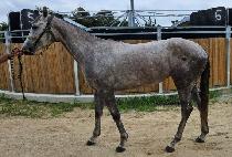 �����̸��� (B.K MAGIC) ����