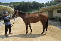 �������� (LONDON MONSTER) ����