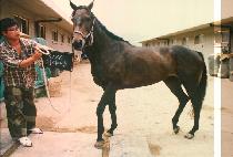 ��߸� (DAE YA MANG) ����