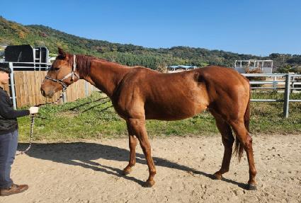 �����ӵ帲 ����