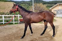 ���ƽý���Ű (OASIS WICKY) ����