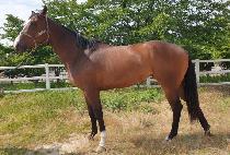 �ض����� (HAERANG JINJU) ����