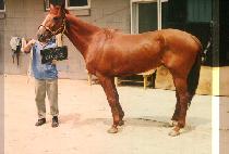 ����ξ� (RED ROYALE) ����