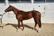 GANGSEO GIANT picture