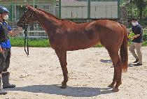 �޵�ġ���� (MEDICI WOLF) ����