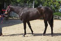 �μ�è�� (DUSON CHAMP) ����