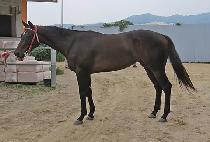 ����Ƽť (MIGHTY Q) ����