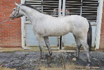 ��Ƽ�� (QUEEN TYCHE) ����