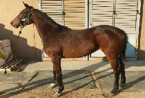 �����ô� (MAMBO SIDAE) ����