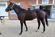 ��ǳ��Ÿ (GWANGPUNG STAR) ����