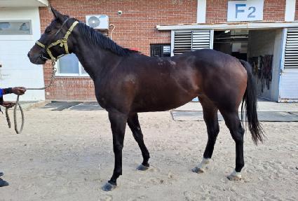 ��ǳ��Ÿ ����