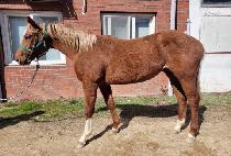 ���Ի�Ÿ�̰� (TOHAMSAN TIGER) ����