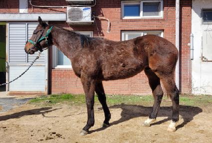 ��뽺Ÿ ����