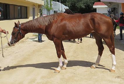 ����Ƽ�� ����