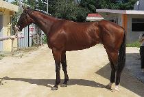 ����Ƽ�� (MIGHTY SHOW) ����