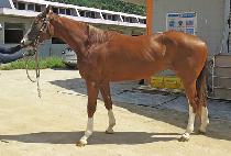 ���ͽ��̸� (LOTUSMIREU) ����