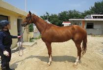 �Ļ�ŷ (PASA KING) ����