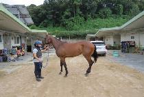 �ε������ (INDIAN TAPIT) ����