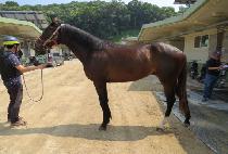 ���������� (THUNDER FIGHTER) ����