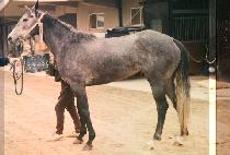 �Һ기��� (SOVEREIGN BLUE) ����