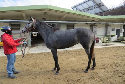 ����Į�� ����