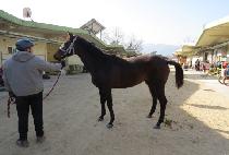 ����ǵ�ǳ (BAEKDUUI DOLPUNG) ����