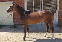 ĳġ���帲 (CATCH THE DREAM) ����