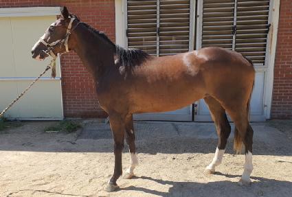 ĳġ���帲 ����