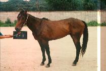 �Ҹ��� (SORRY SAM) ����