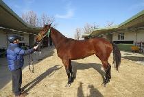 ������� (GICHAN GIROK) ����