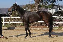 �Ŀ����丮 (POWER VICTORY) ����