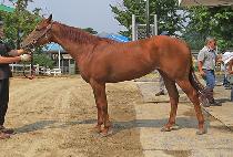 ���̽����� (RACE WINNER) ����