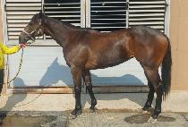 �����Ű (BROWN ROOKIE) ����