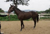 Ű�ƿ��� (KIA ORA) ����