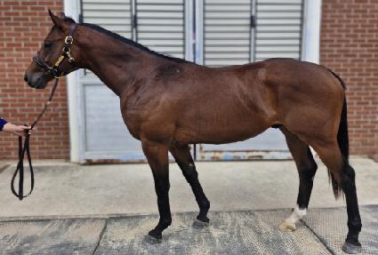 ��ŸƮ�� ����