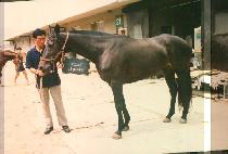 �������� (NAVILLELA) ����