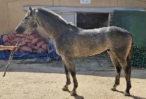 ������ǳ (DONGNAM DOLPUNG) ����