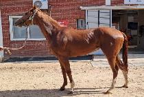 �۷θ����� (GLORY WIND) ����