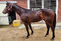 �Ľ������ (SIX HERO) ����